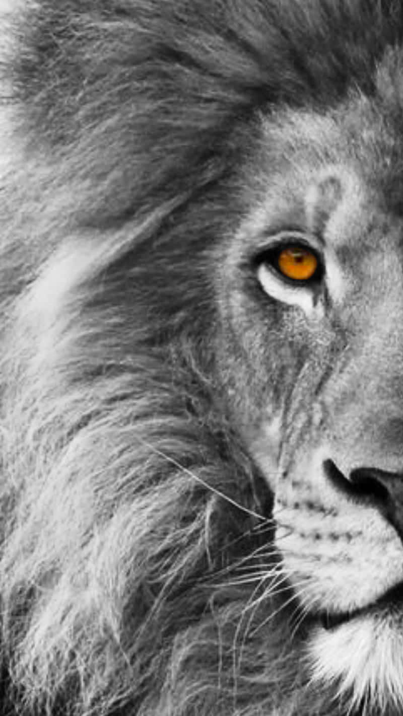 Yellow Eyes Black And White Lion Background