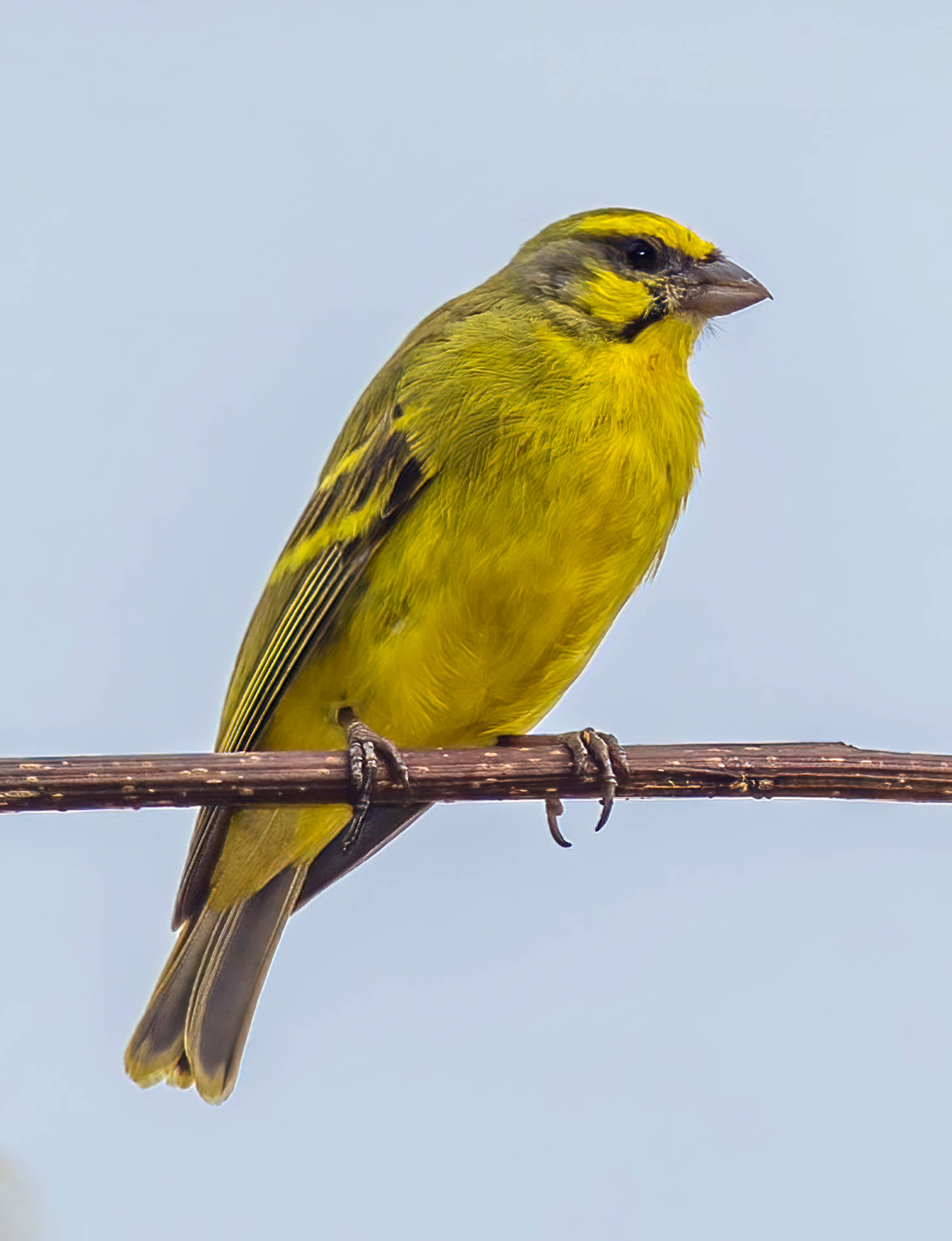 Yellow Factor Canary Bird Observing Background