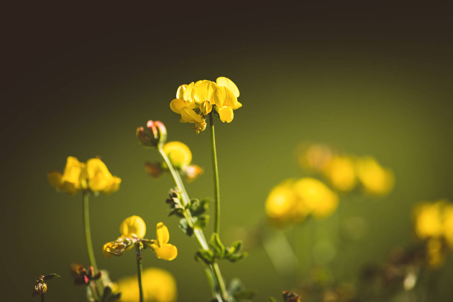 Yellow Fenugreek Flowers Background