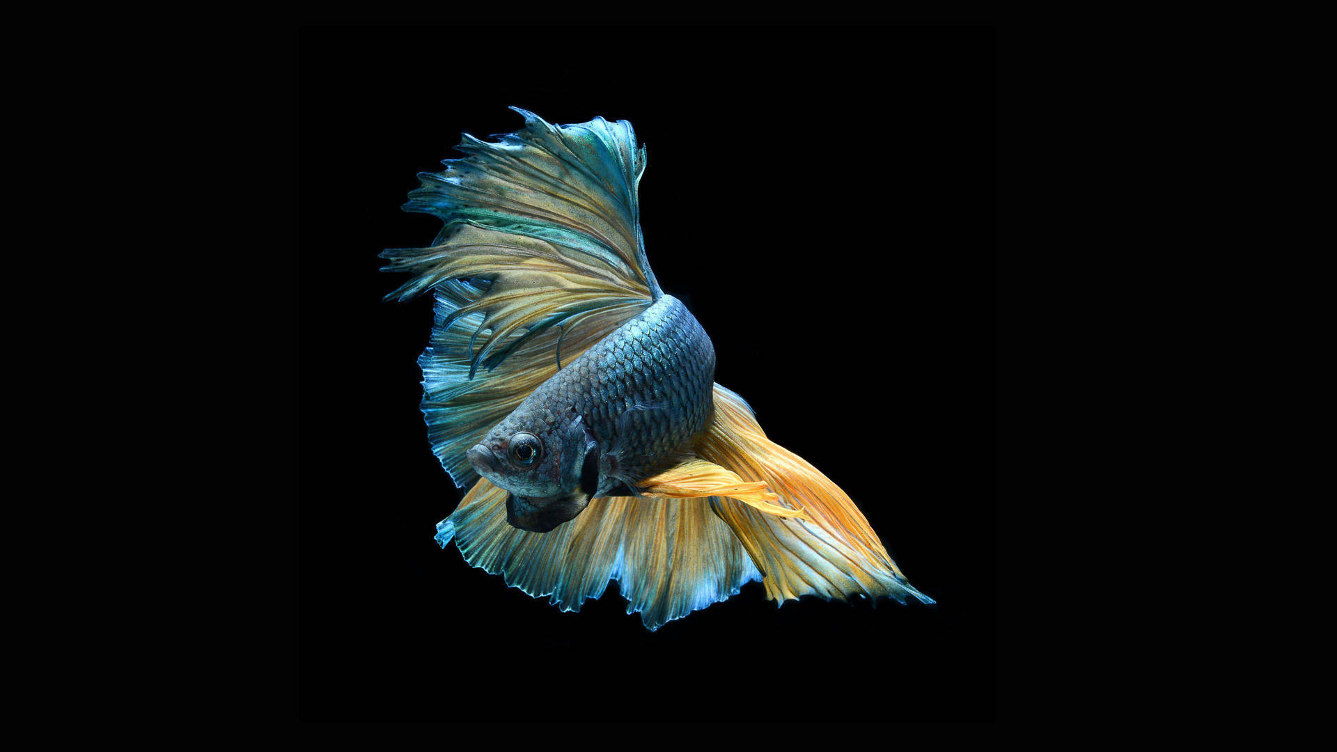 Yellow Fin Betta Fish Background