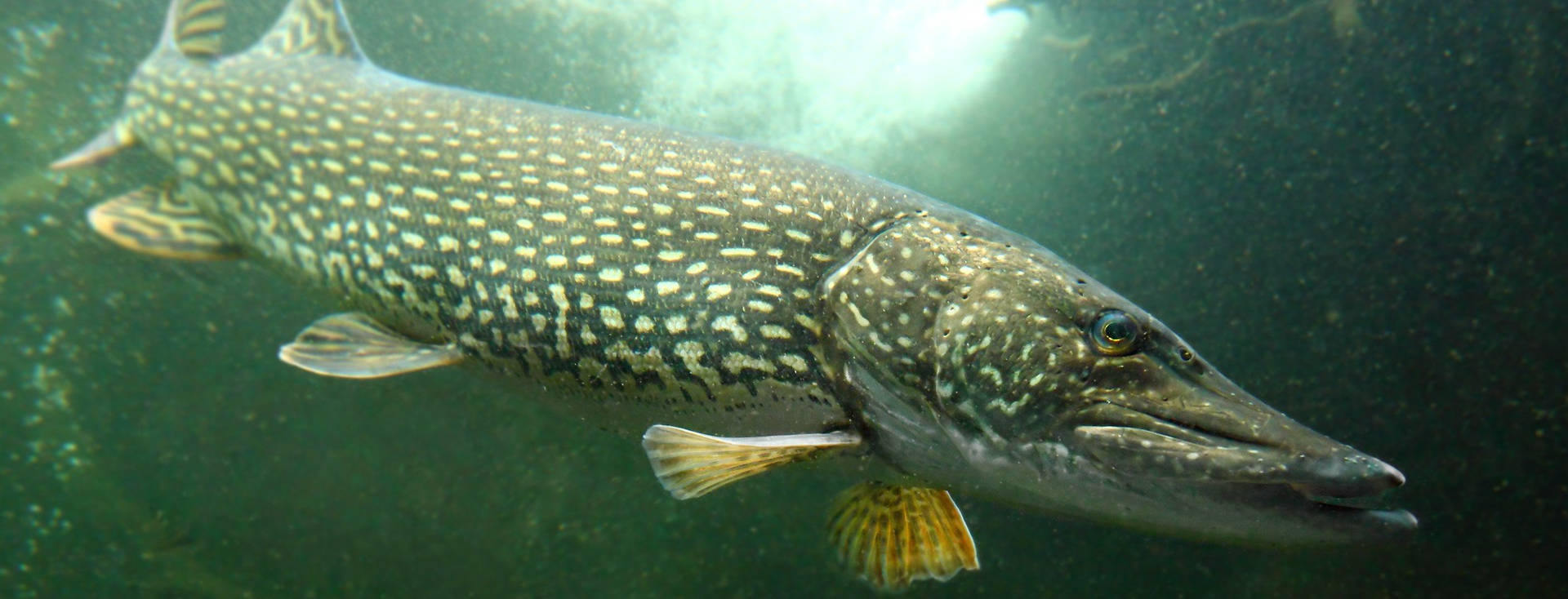 Yellow-finned Pike Background