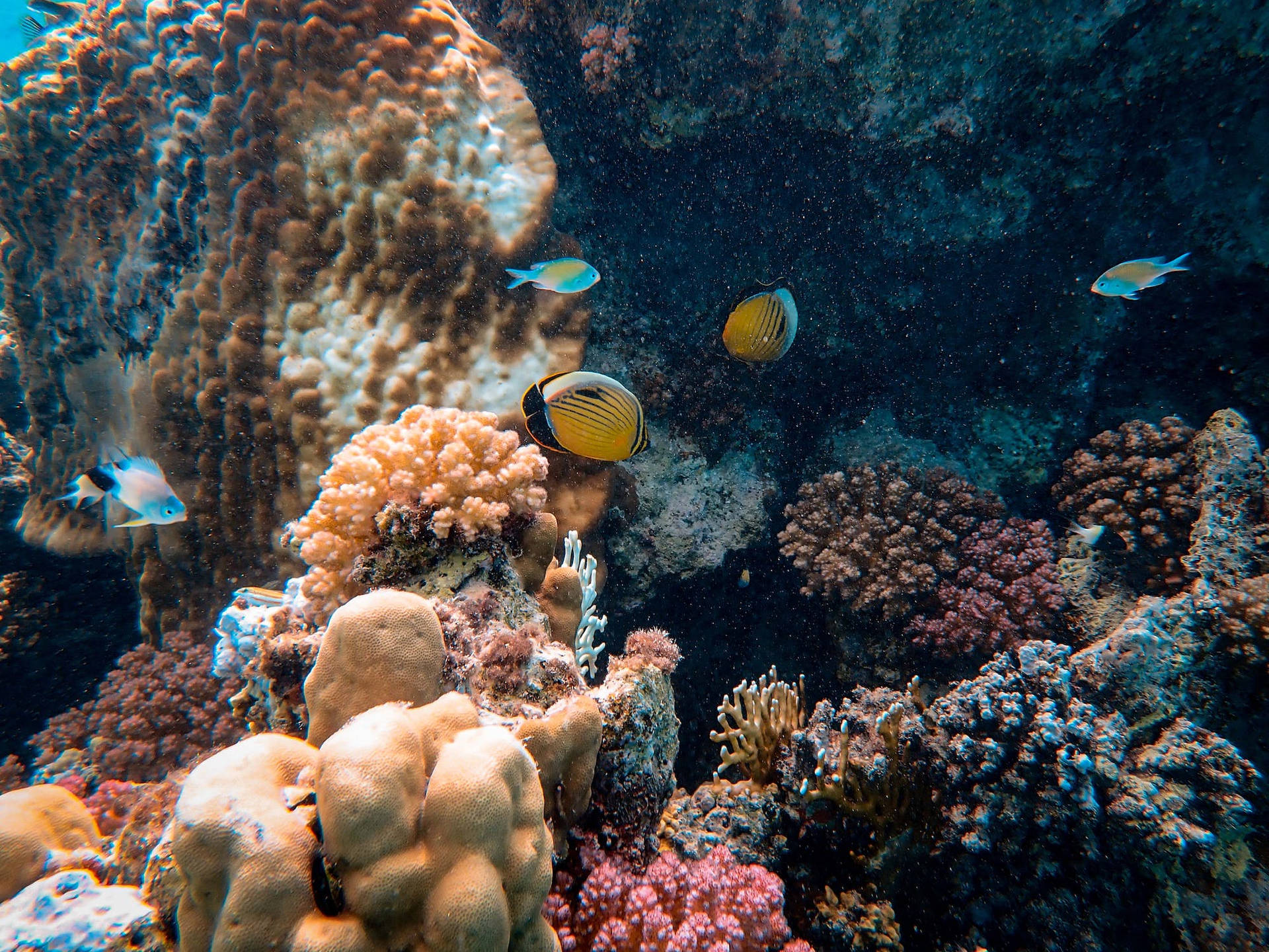 Yellow Fish Coral Background