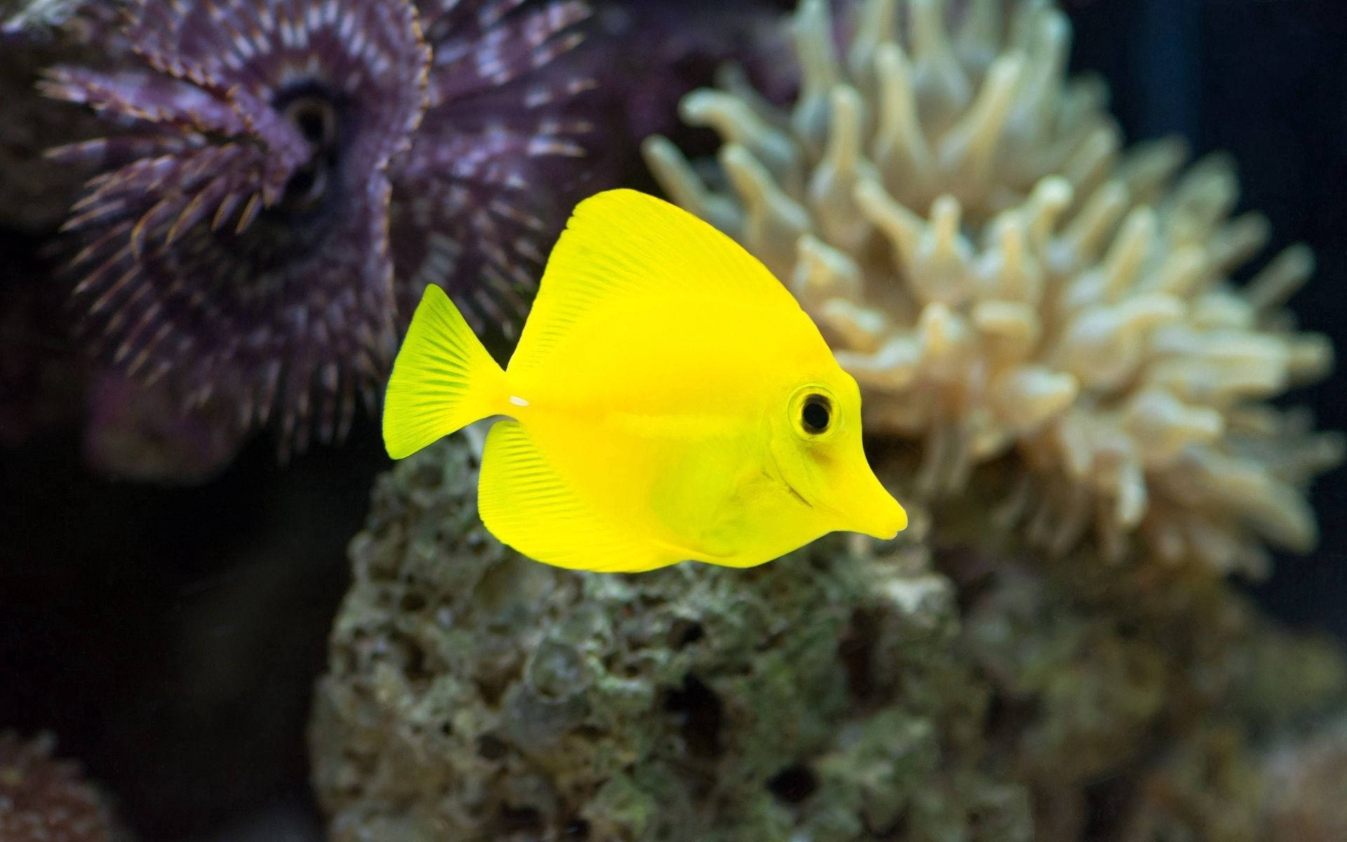 Yellow Fish In The Ocean Background