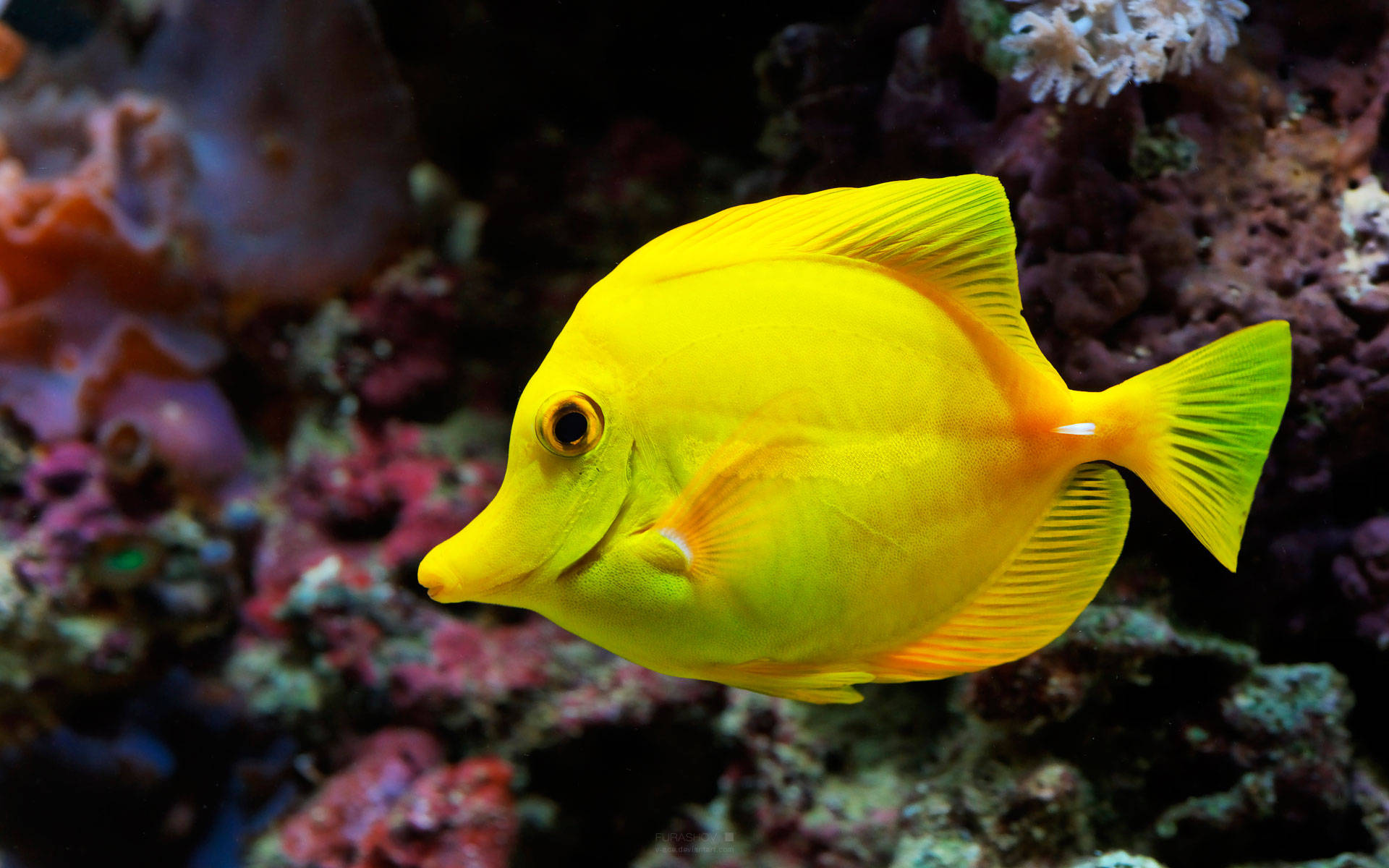 Yellow Fish In The Sea Background