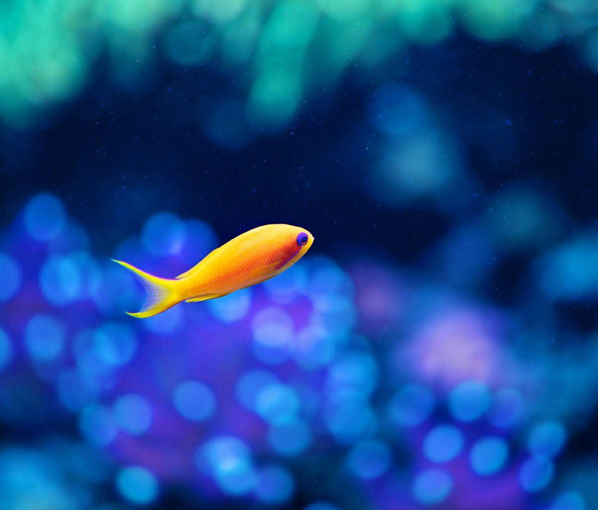 Yellow Fish Samsung Galaxy Tablet Background