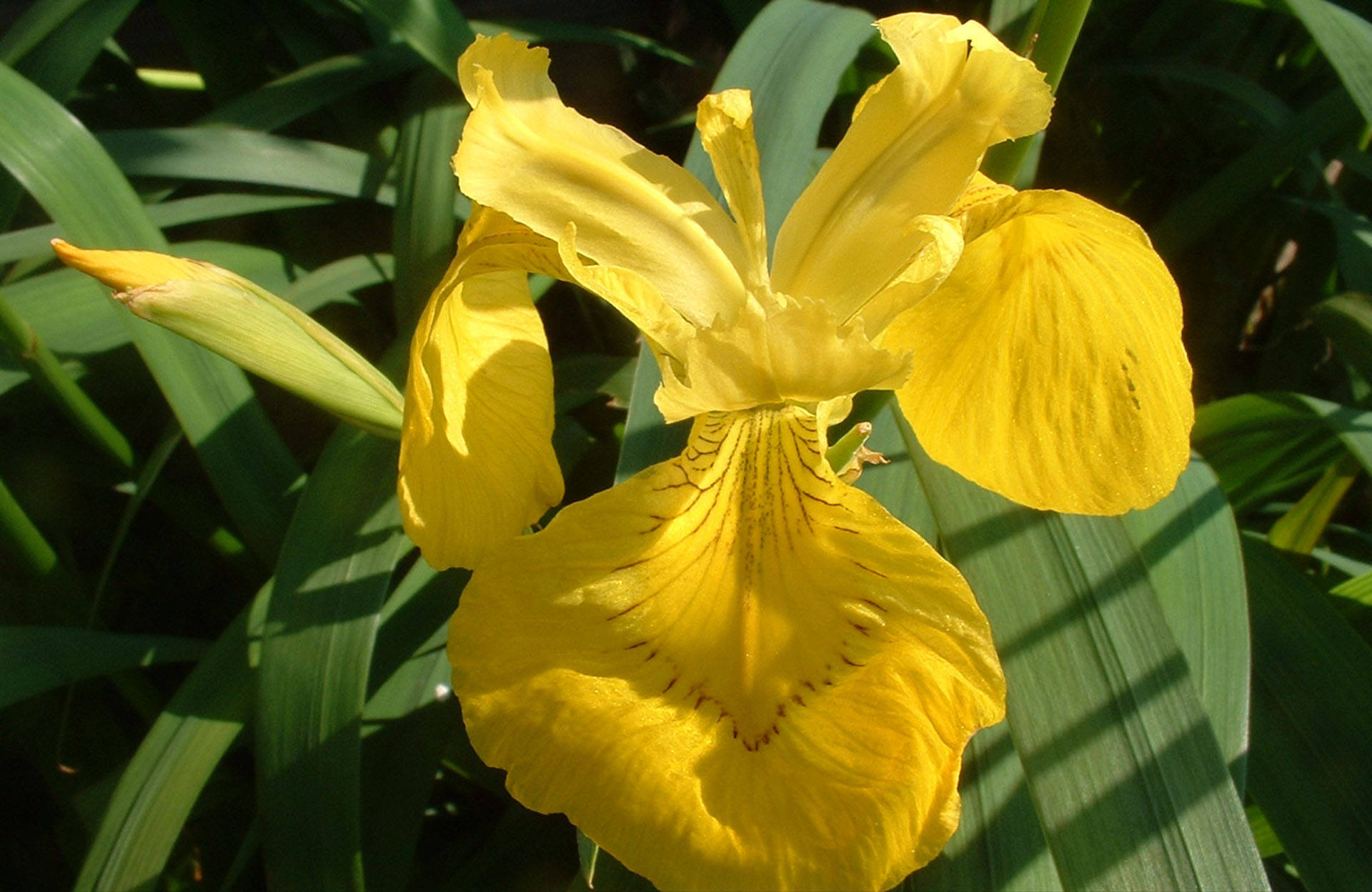 Yellow Flag Iris Flower Background