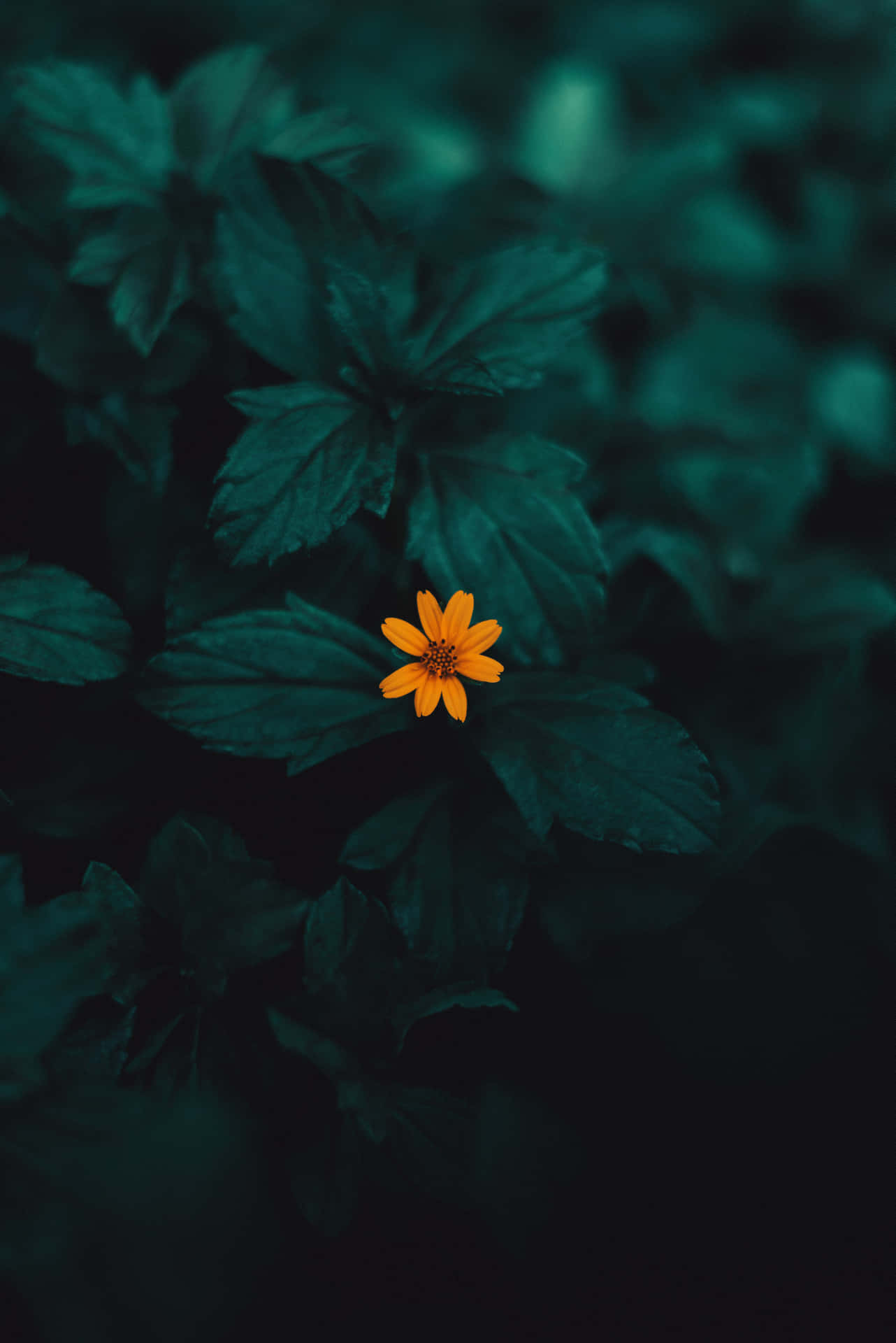 Yellow Flower Amidst Green Plant Phone Background