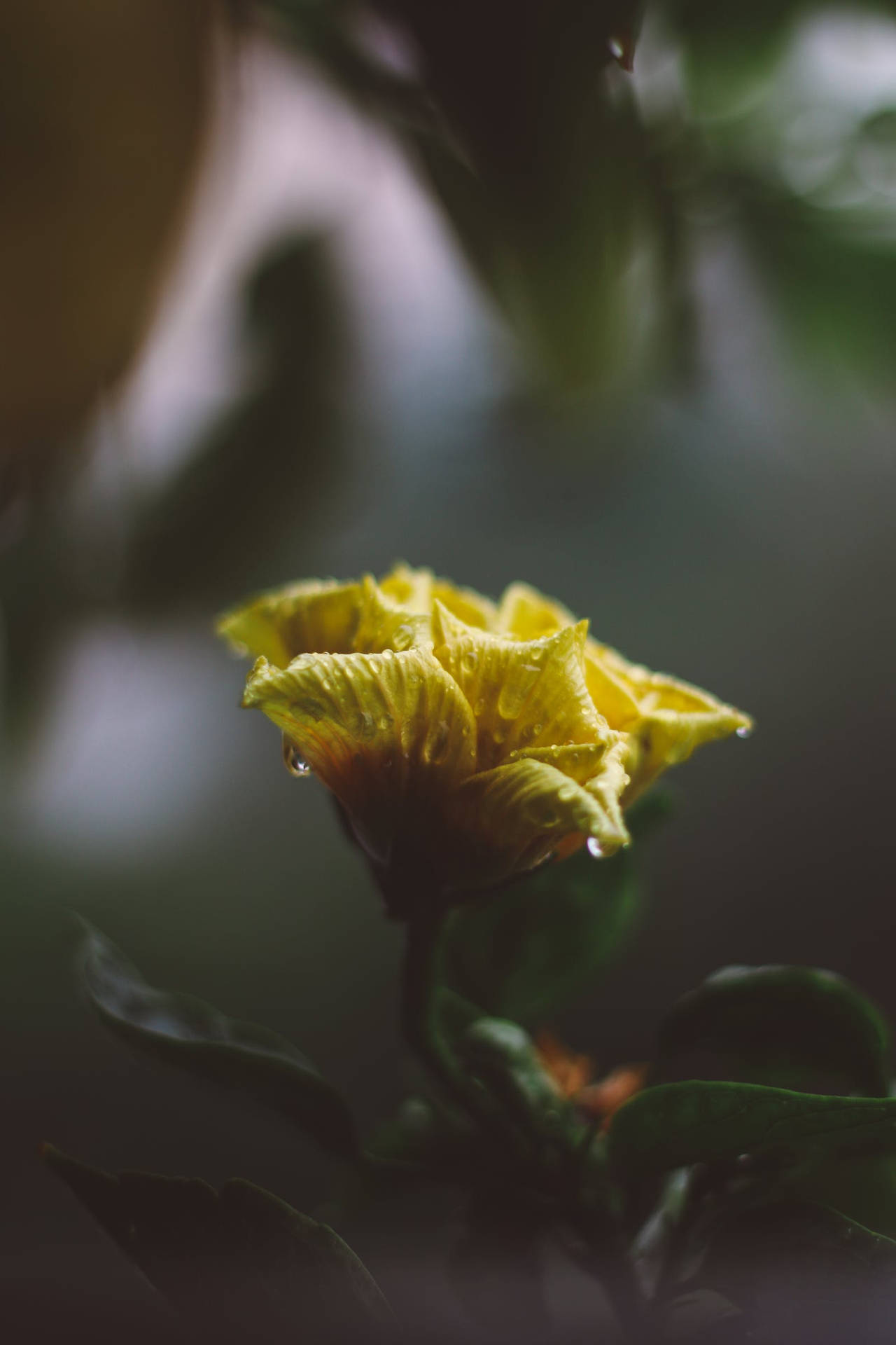 Yellow Flower Android Background