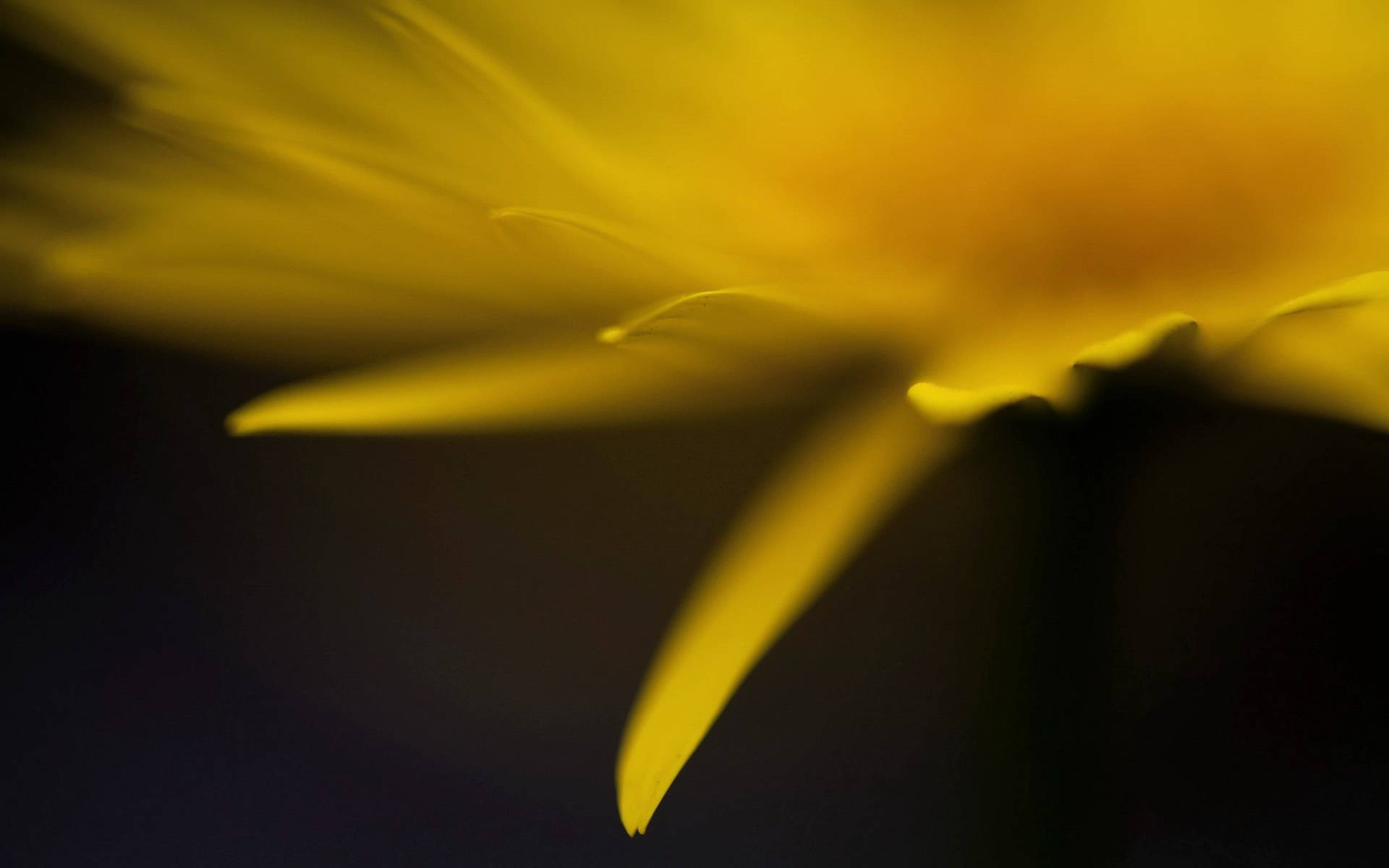 Yellow Flower Close Up Hotmail Background