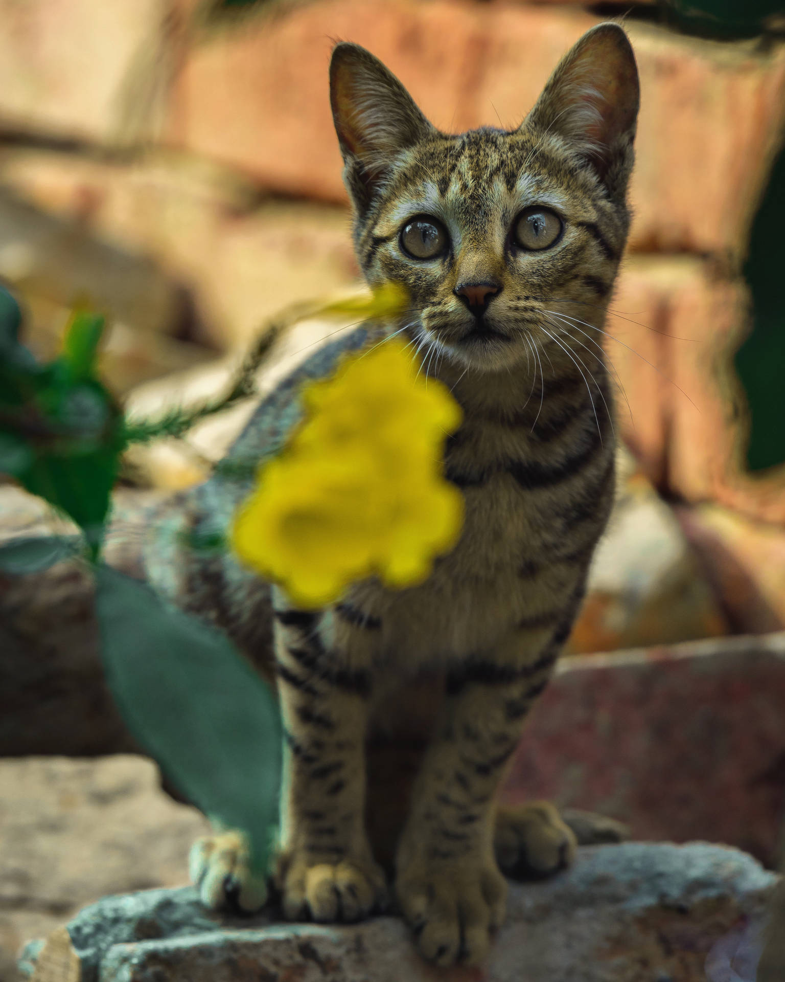 Yellow Flower Cute Cat Hd