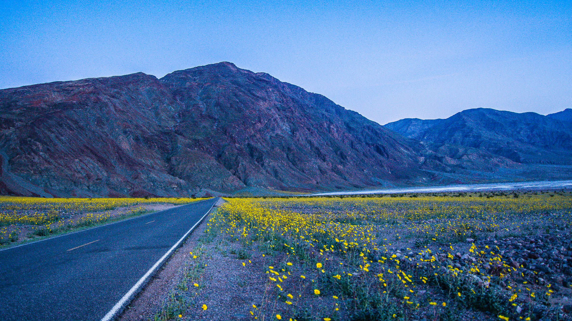 Yellow Flower Field Death Valley