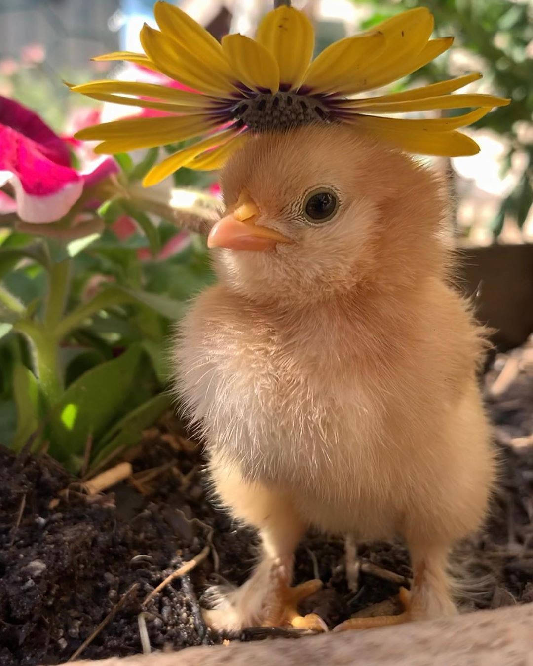 Yellow Flower