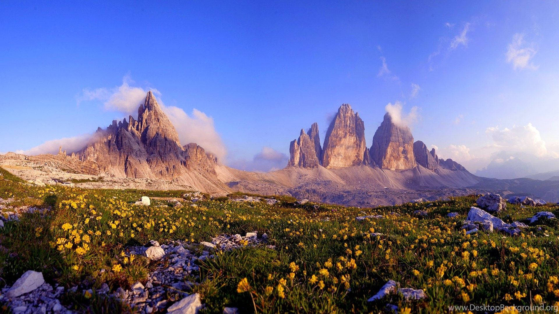 Yellow Flower Mountain Field Background