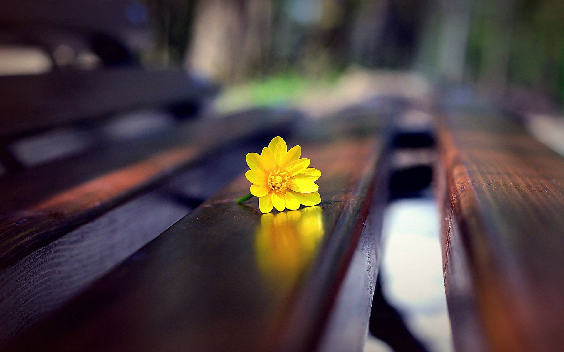 Yellow Flower On Bench Background