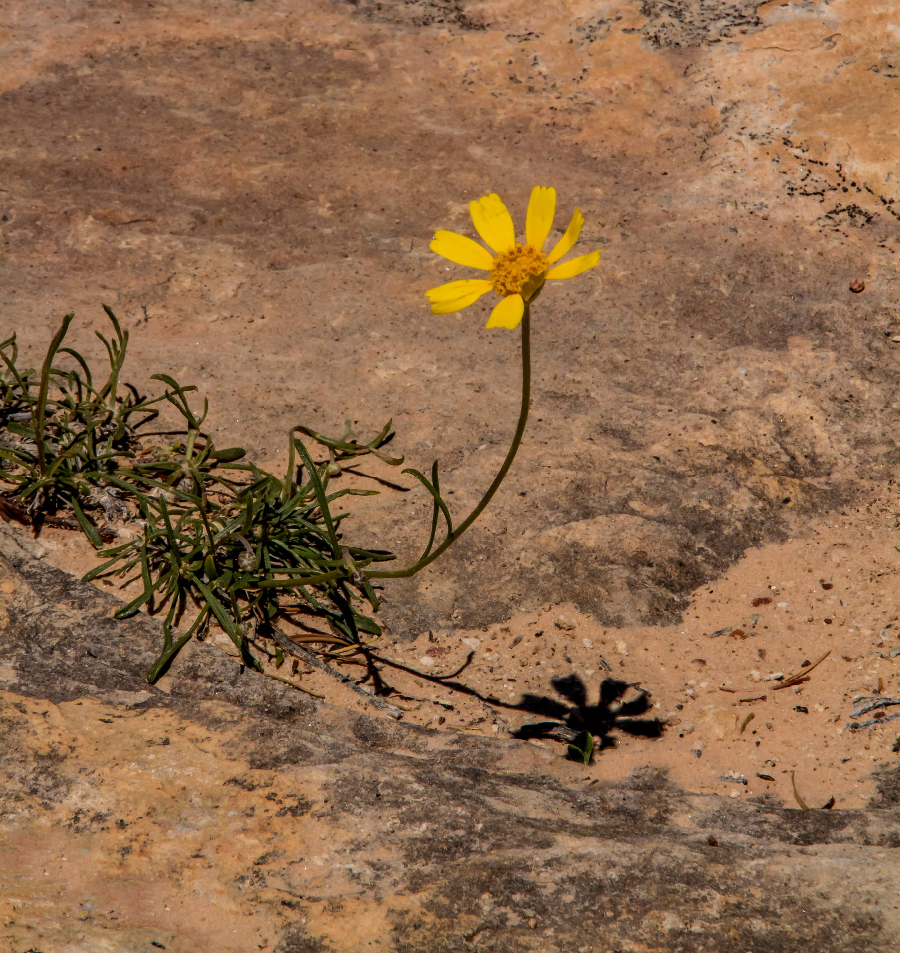 Yellow Flower On Brown Sand Background