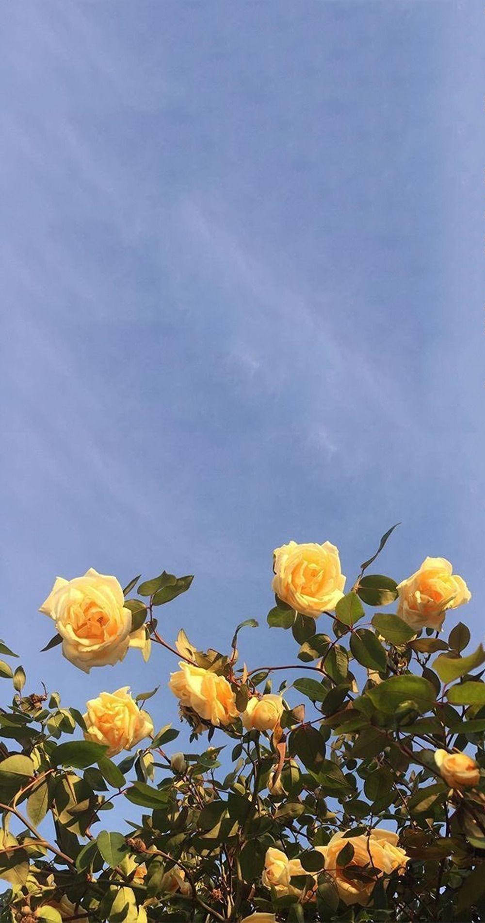 Yellow Flowers Aesthetic Sky Background