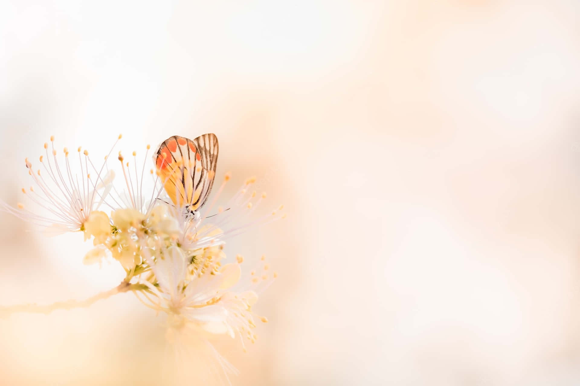 Yellow Flowers And Butterflies Orange Wings Background