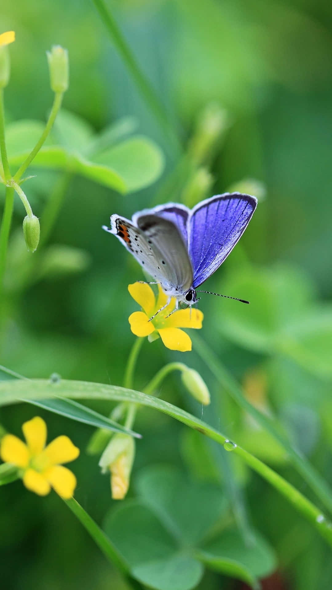 Yellow Flowers And Butterflies Purple Hd Background