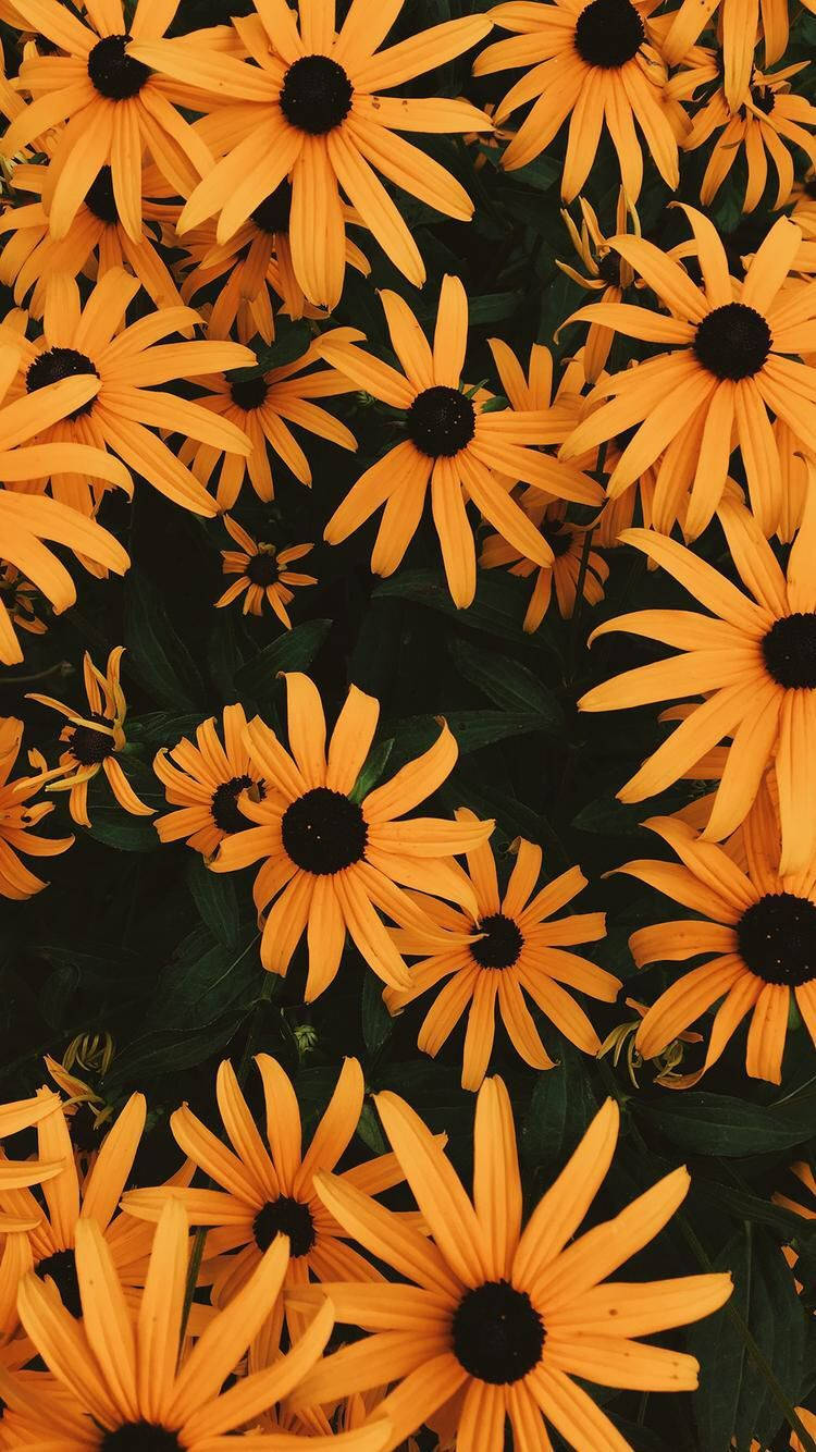 Yellow Flowers Cute Dark Girly Background