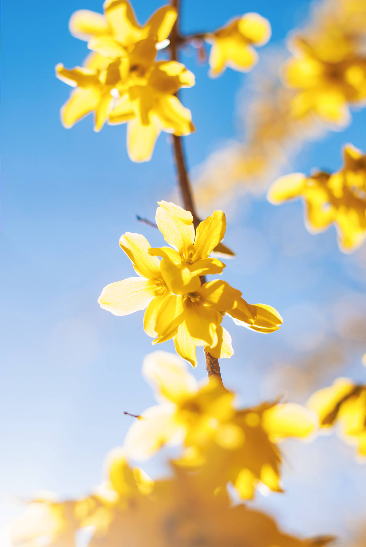 Yellow Flowers In Spring Background