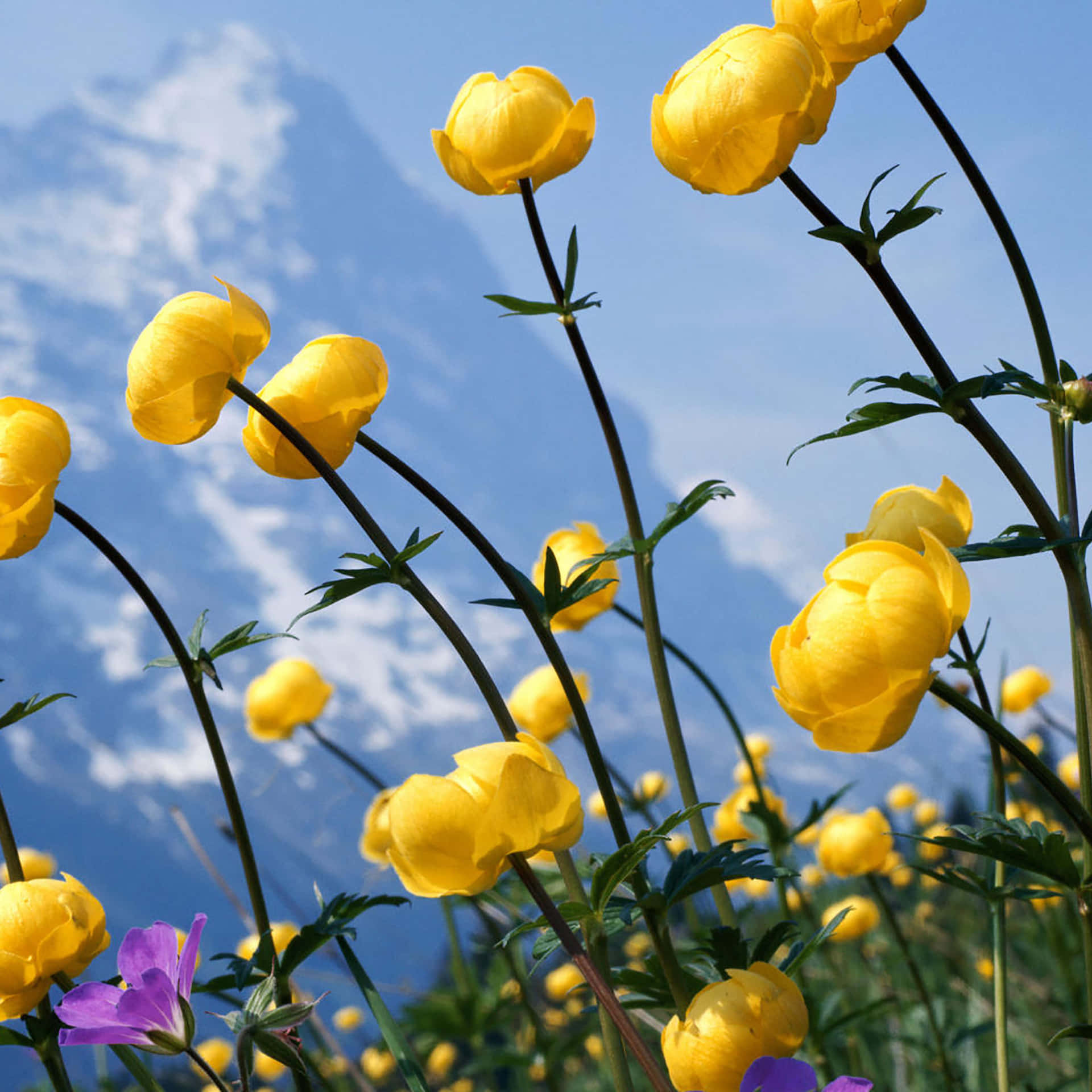 Yellow Flowers In The Field Background