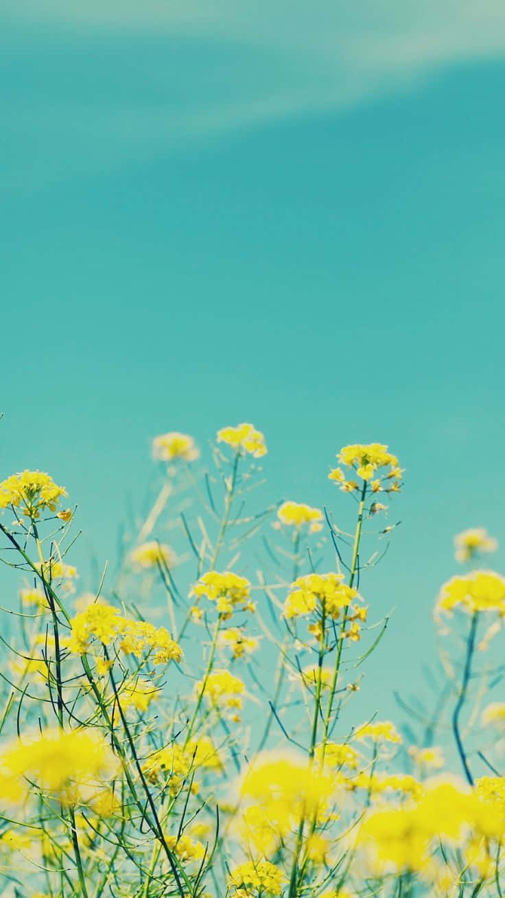 Yellow Flowers In The Field With Blue Sky Background