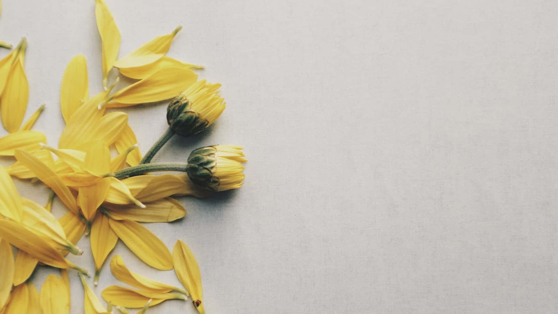 Yellow Flowers On A Gray Surface Background