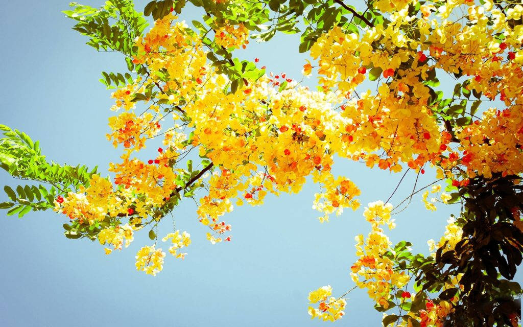 Yellow Flowers Tree Summer Desktop Background