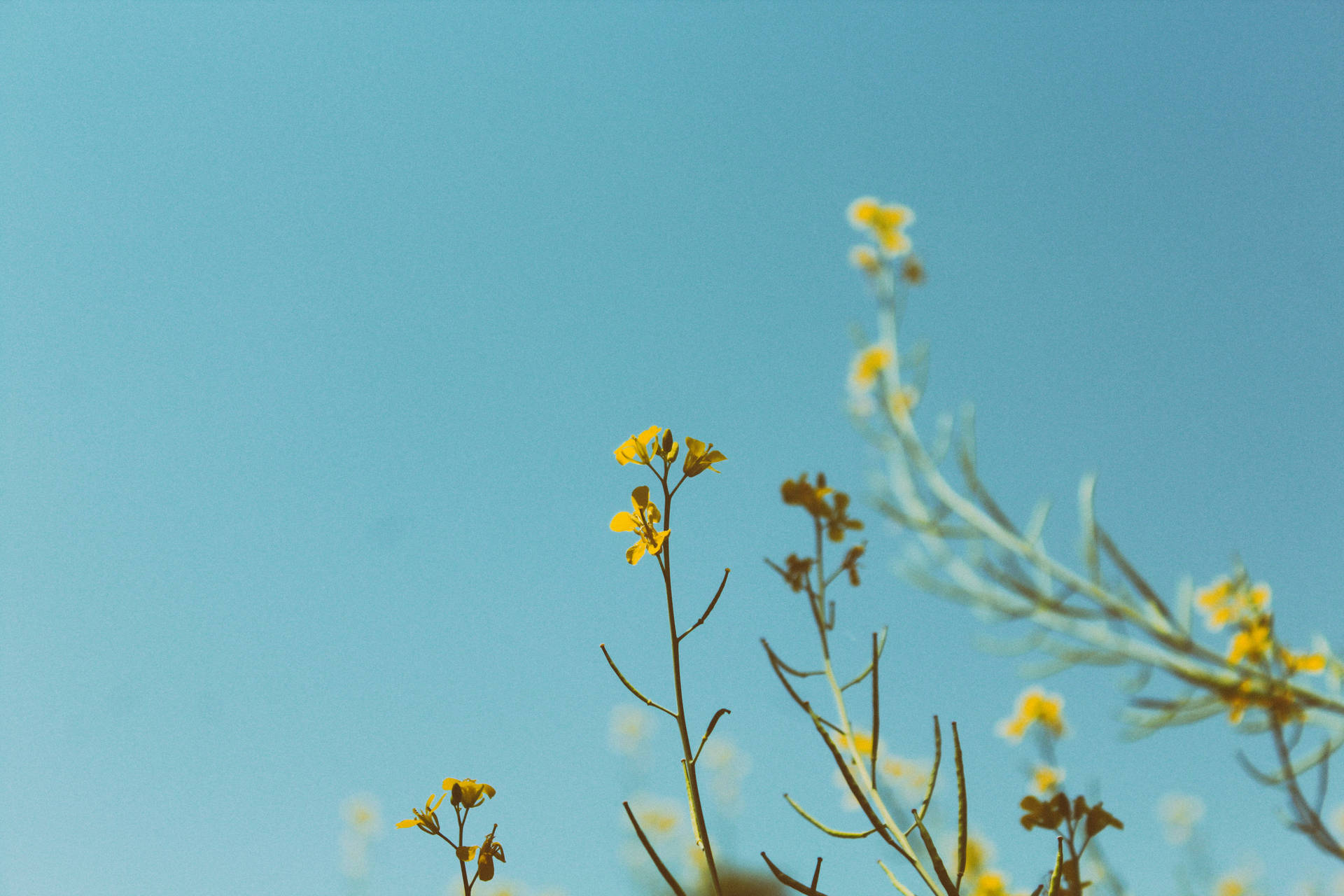 Yellow Flowers Under Blue Sky Background