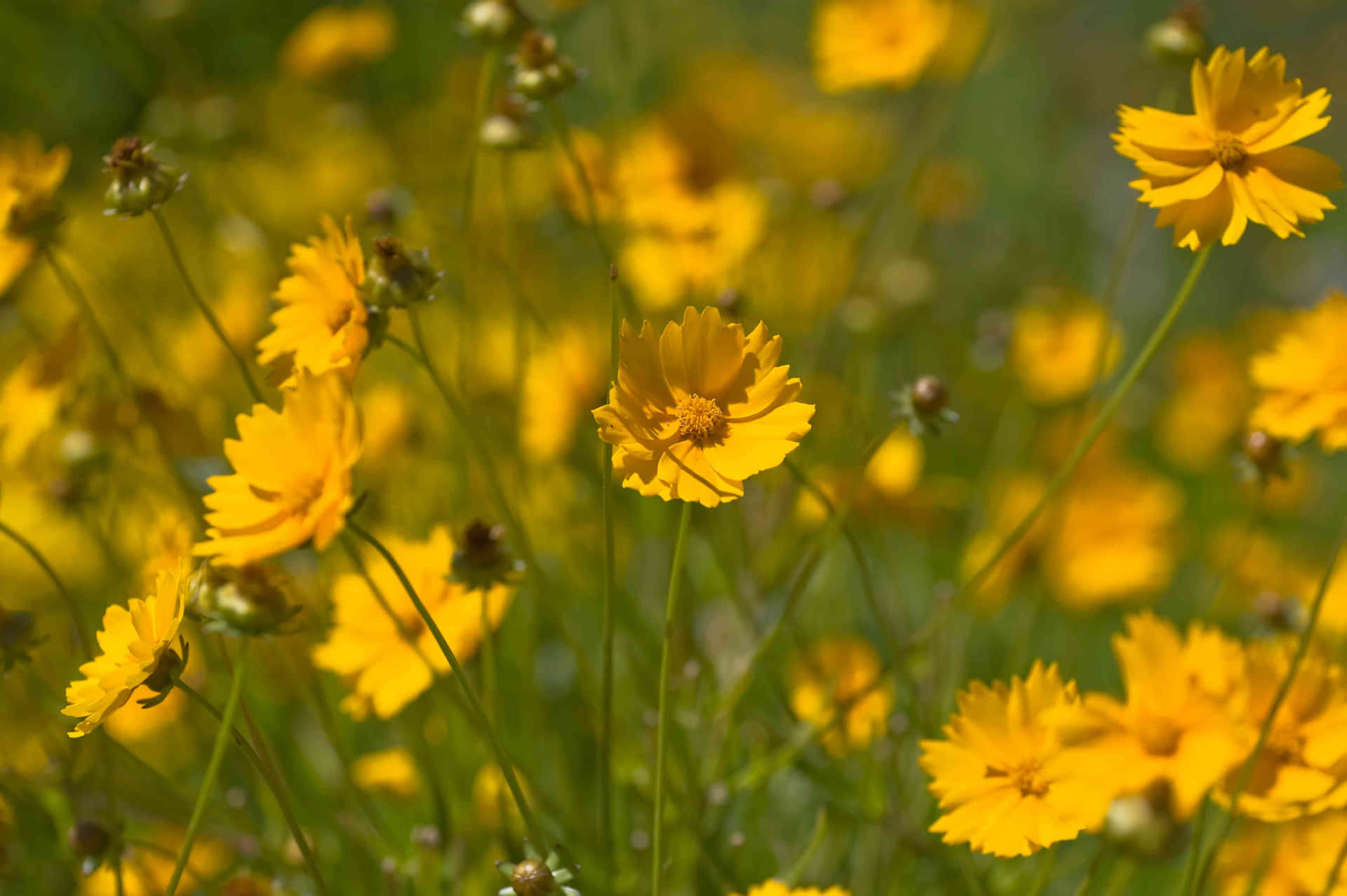 Yellow Flowers With A Perennial Smell On Sunny Day