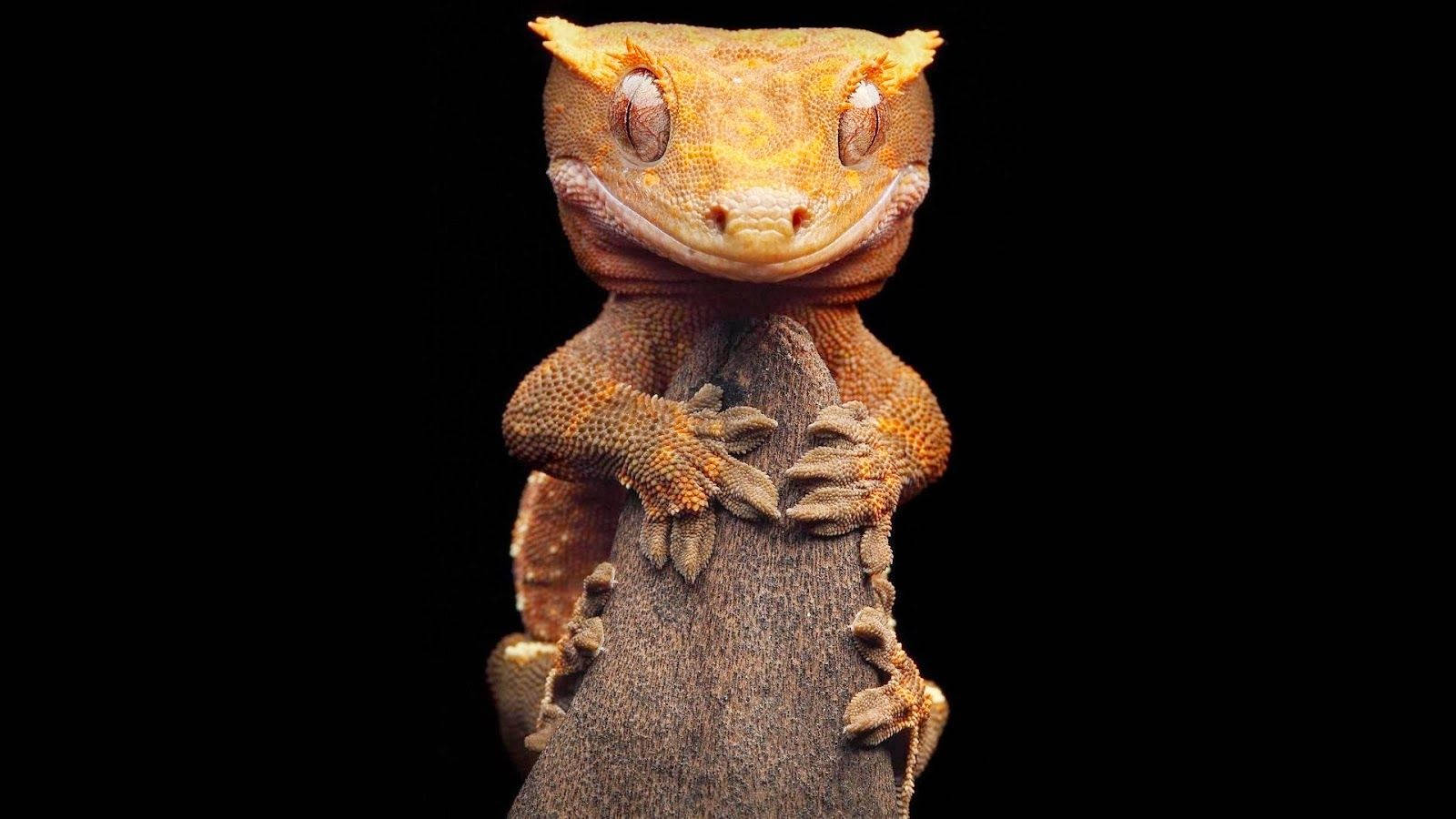Yellow Gecko Animal