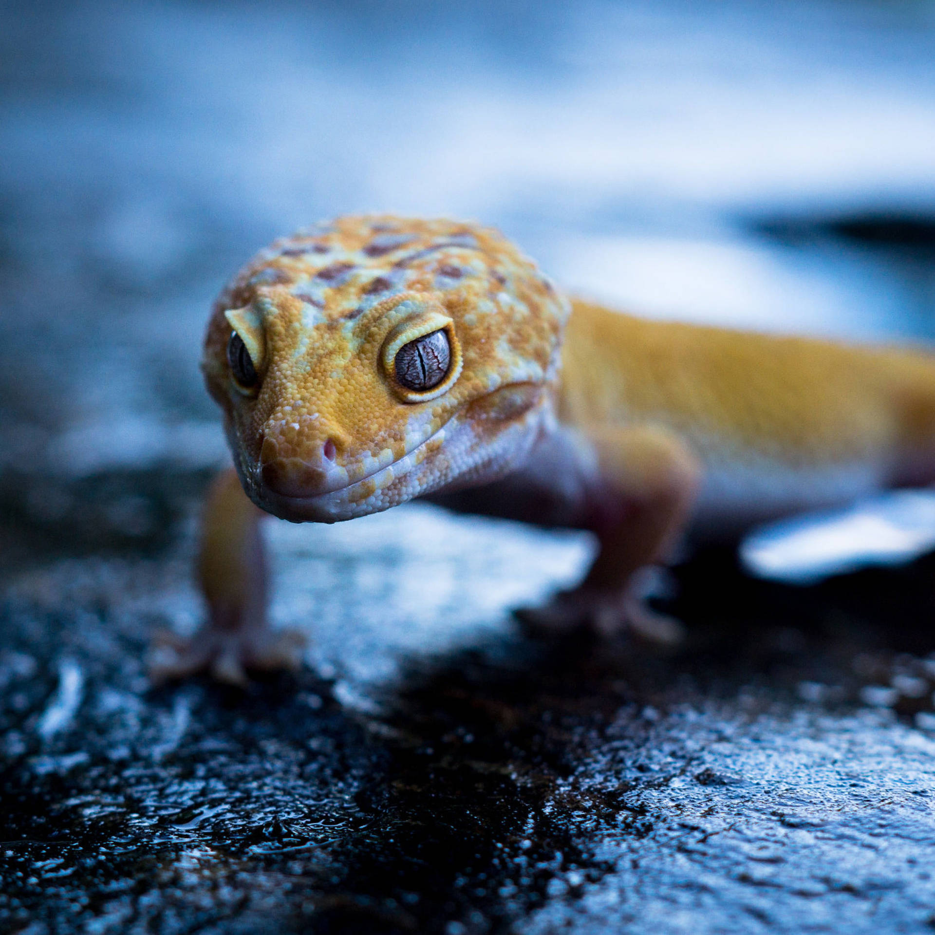 Yellow Gecko On Wet Ground