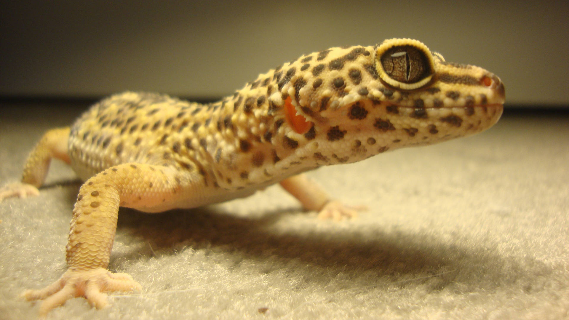 Yellow Gecko With Black Spots