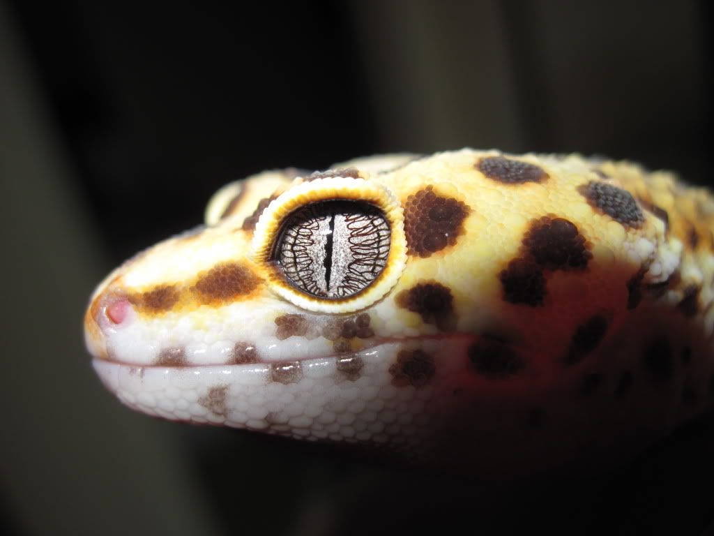 Yellow Gecko With Spiral Eyes