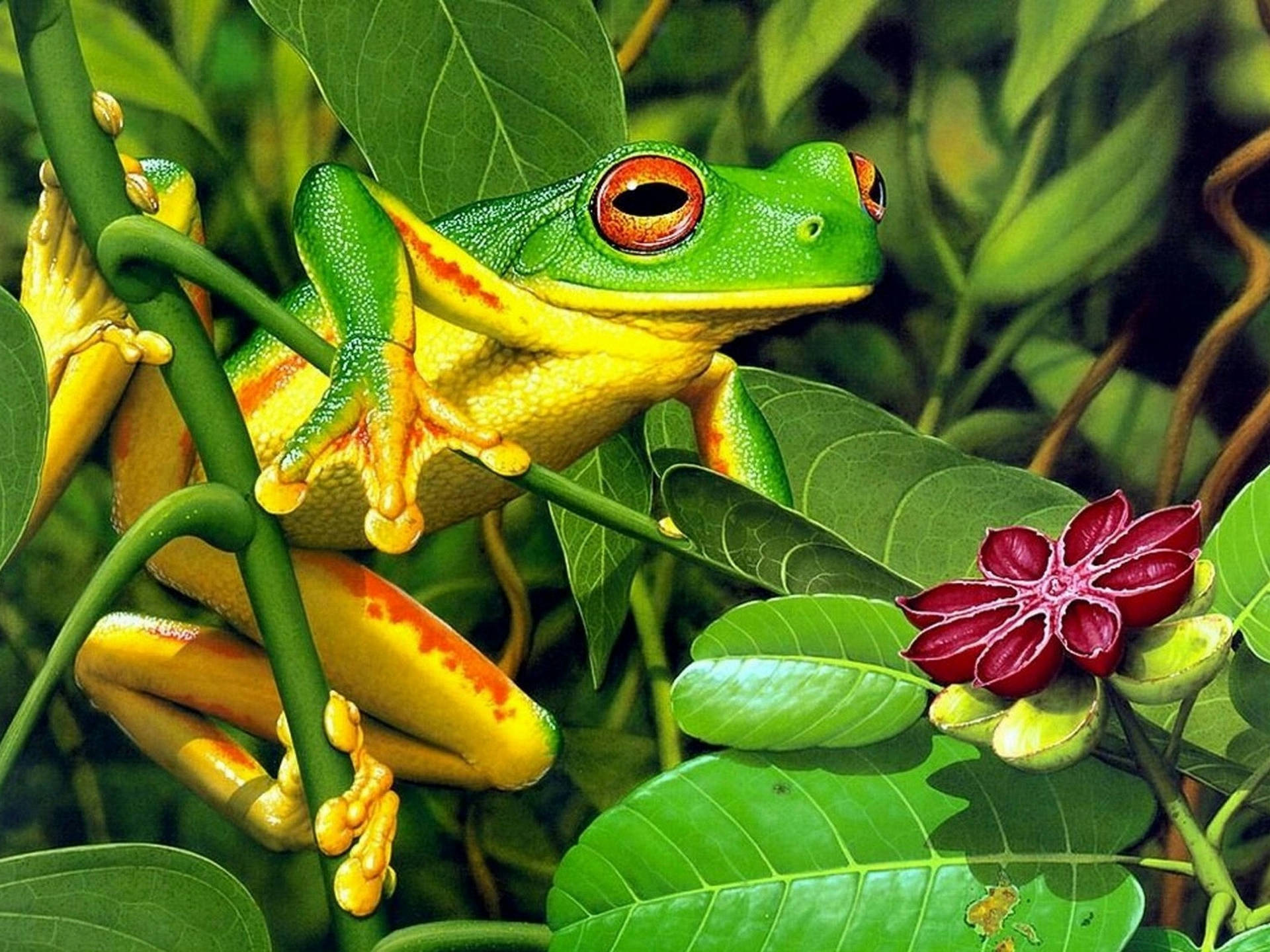 Yellow Green Frog On Stem Background