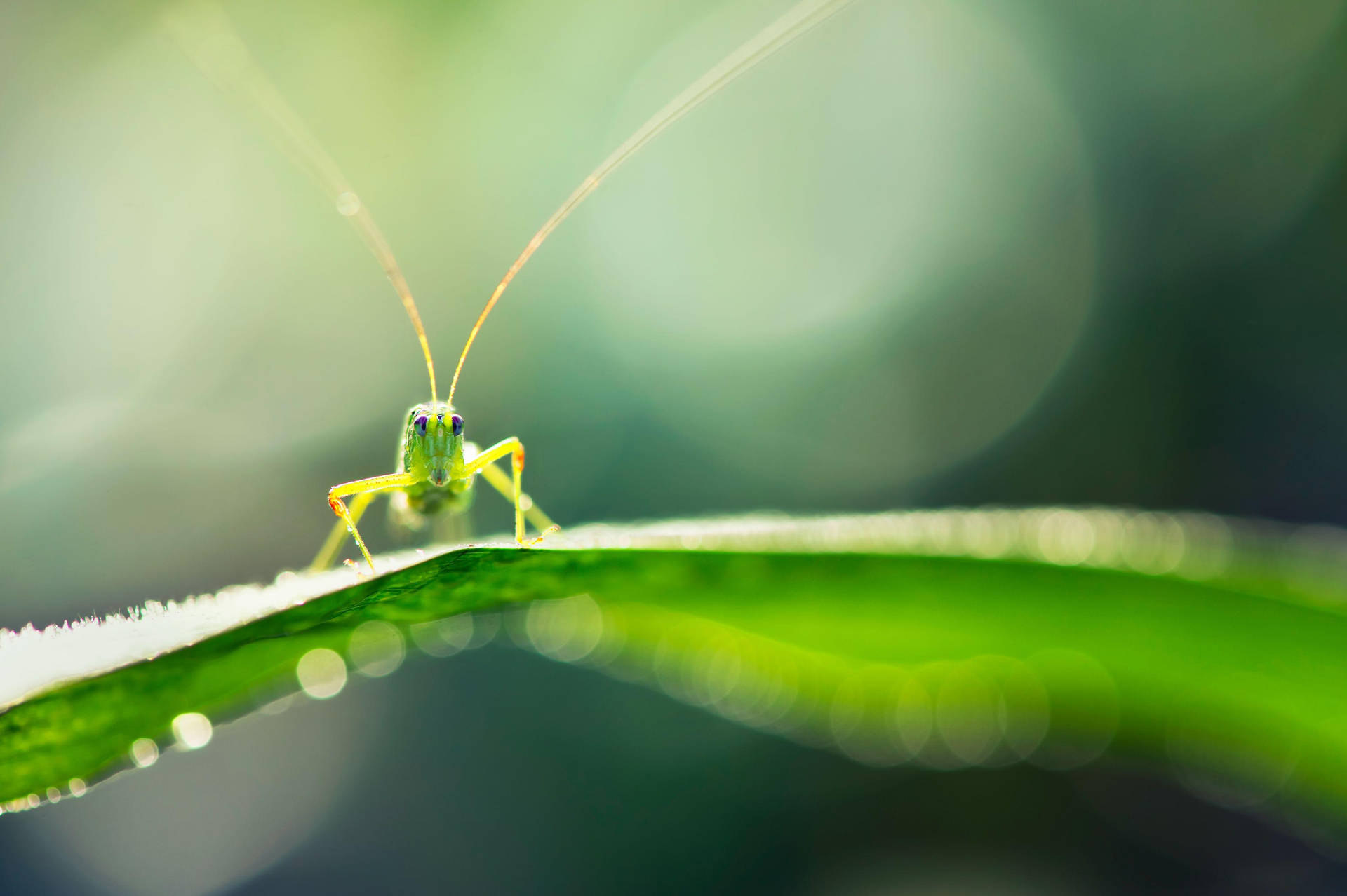 Yellow Green Grasshopper Background