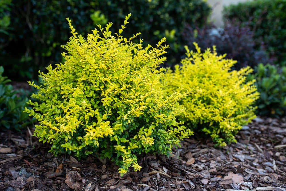 Yellow Green Ligustrum Ovalifolium Shrubs Background