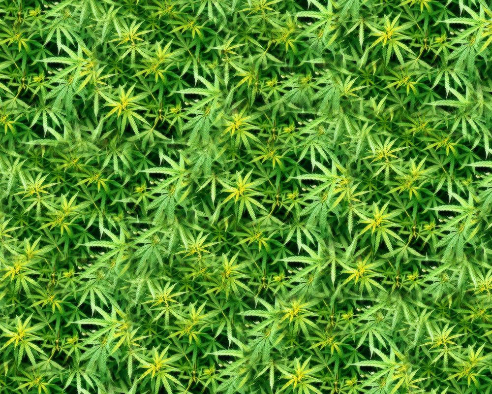Yellow Green Marijuana Weed
