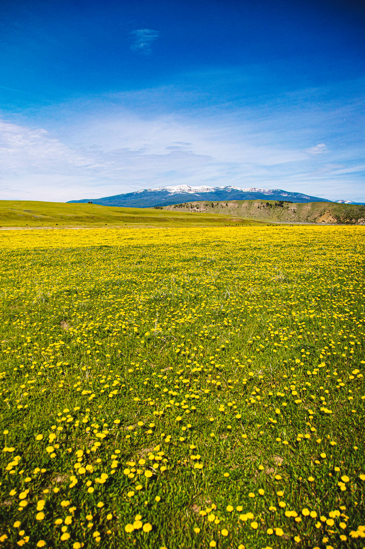 Yellow-green Meadow Background