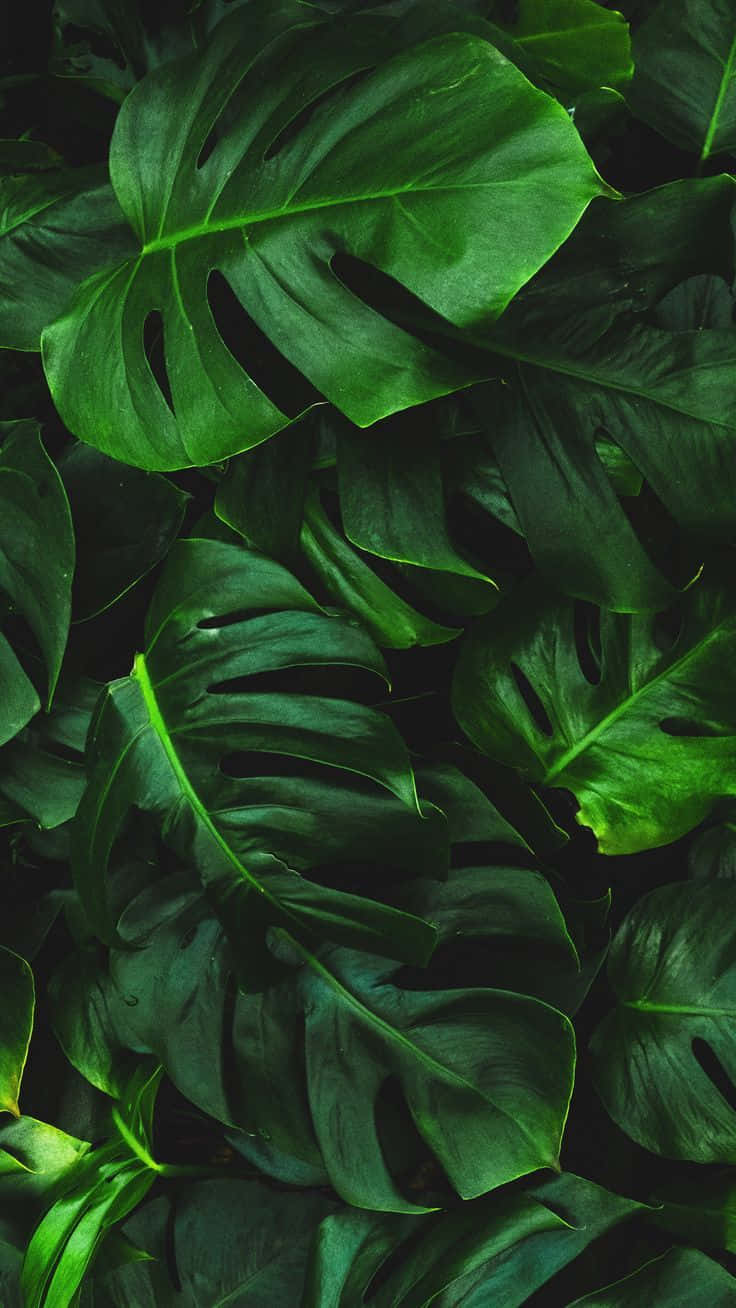 Yellow Green Monstera Plant Phone Background