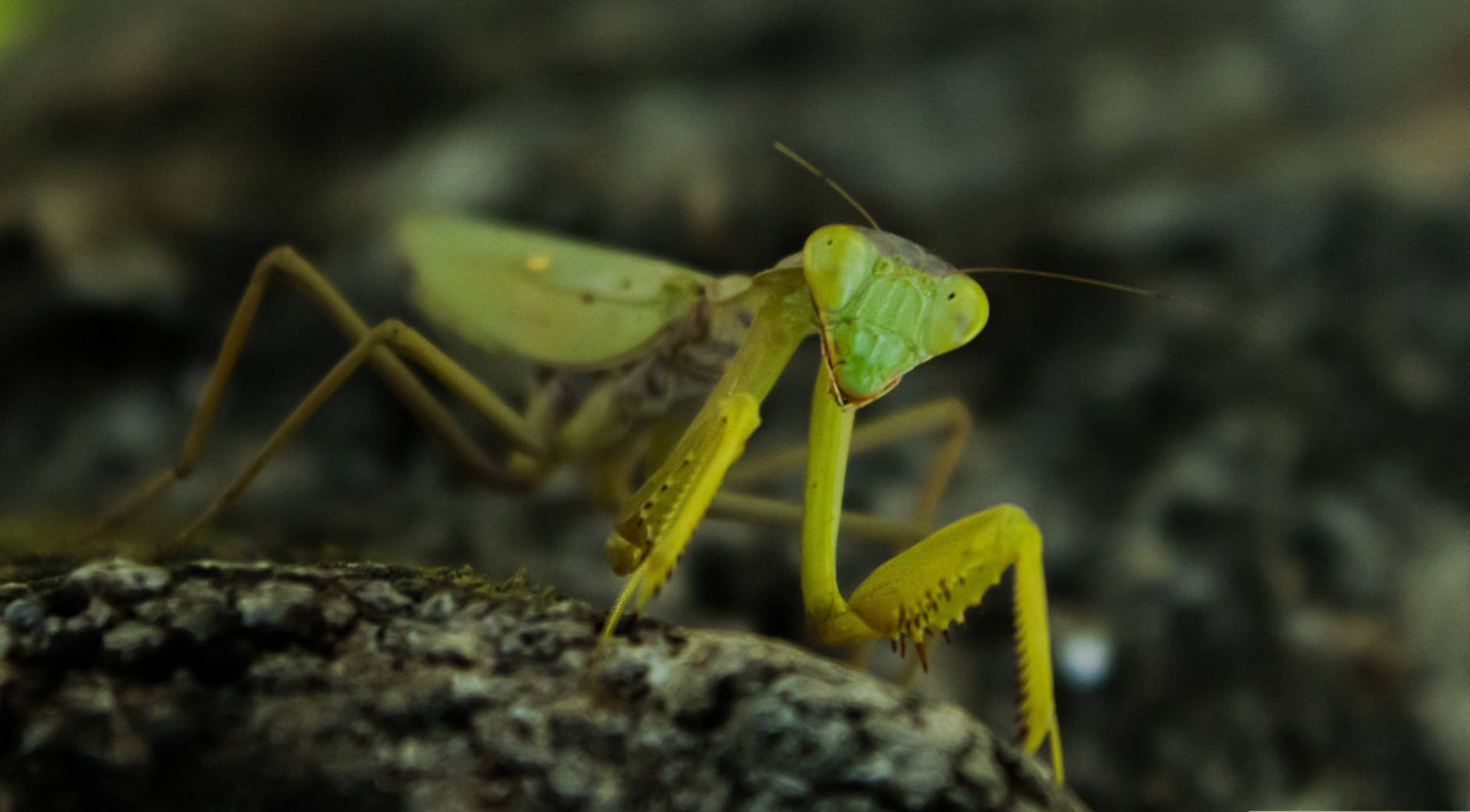 Yellow Green Praying Mantis