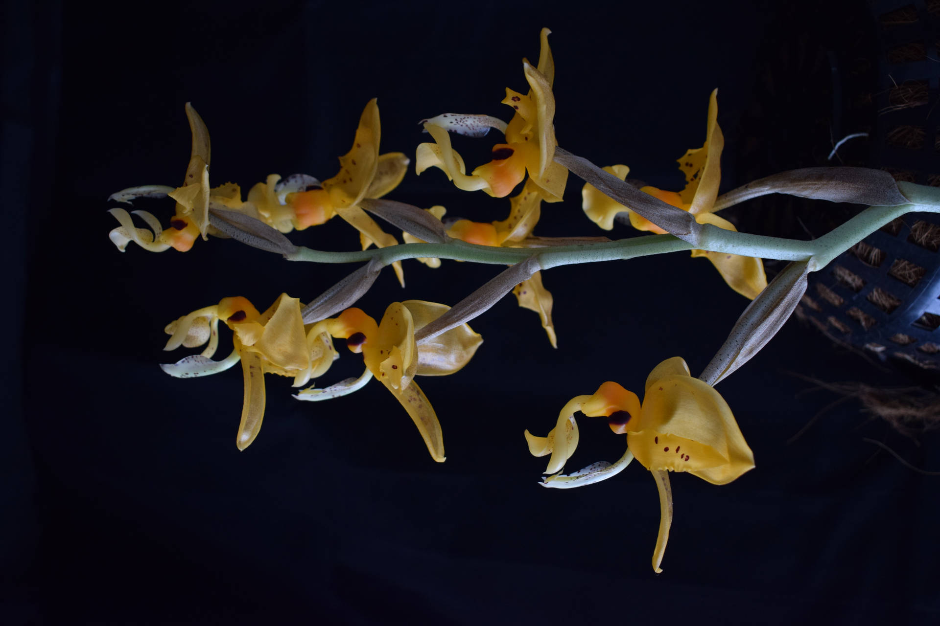 Yellow Hanging Orchids Background