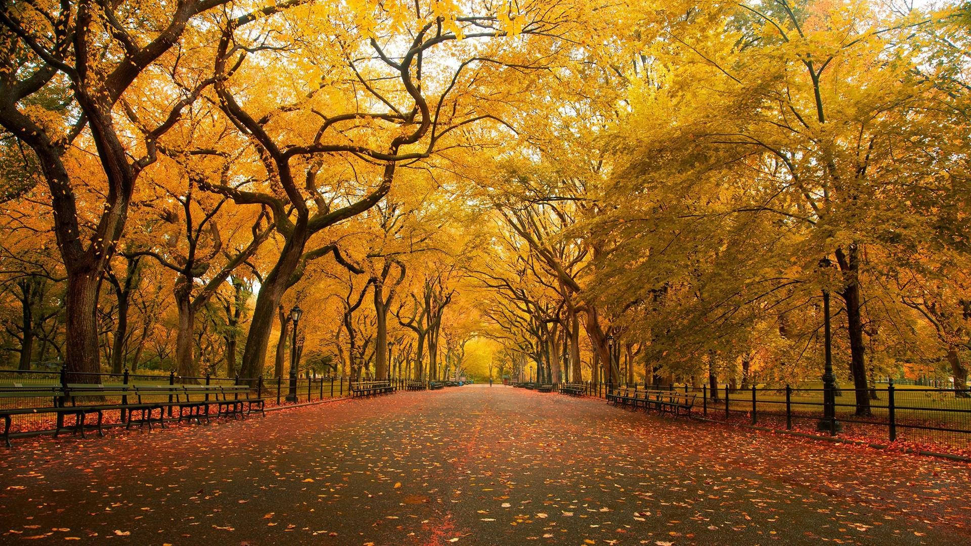Yellow Hd Trees At Central Park Background