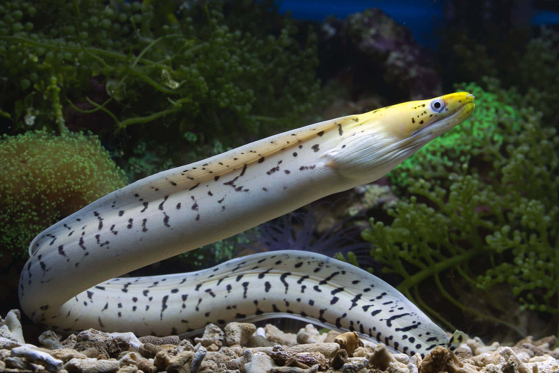 Yellow Headed Moray Eel Aquatic Display.jpg Background