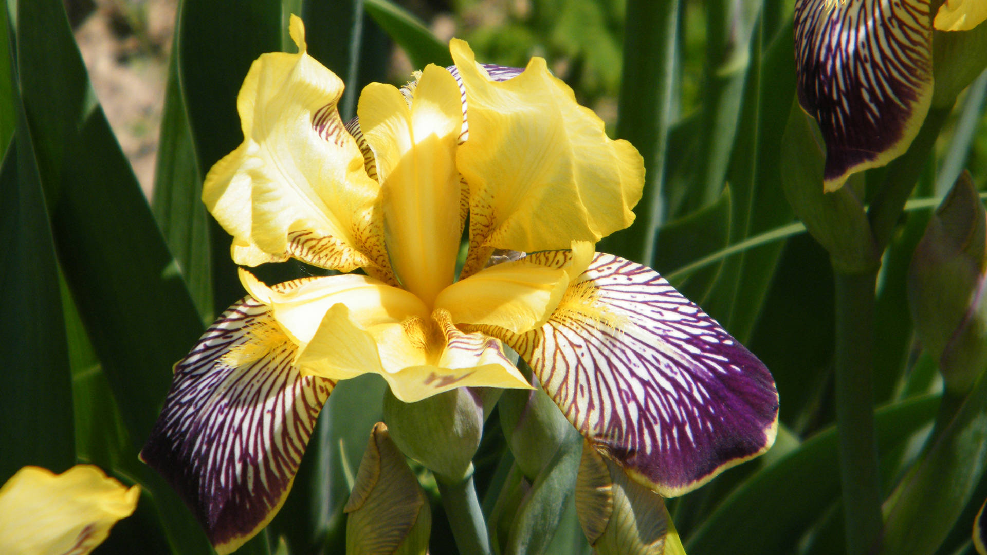 Yellow Iris Flower Background