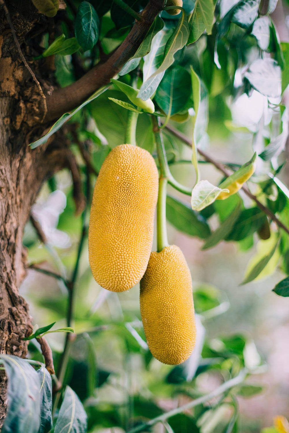 Yellow Jackfruit On Tree Background