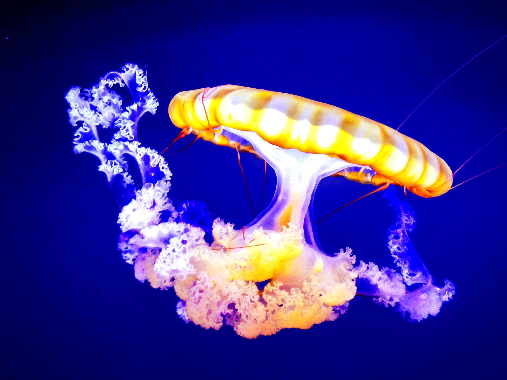 Yellow Jellyfish In Blue Underwater Background