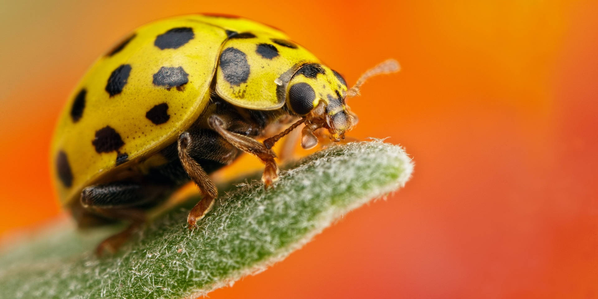 Yellow Ladybug Beetle In Orange