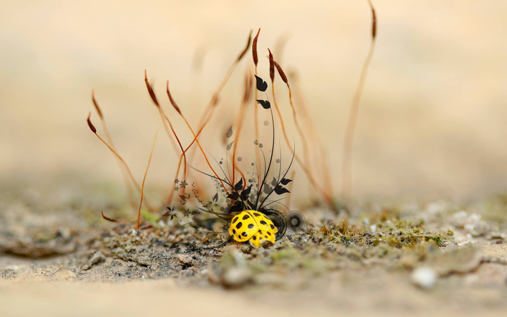 Yellow Ladybug Beetle On The Ground Background