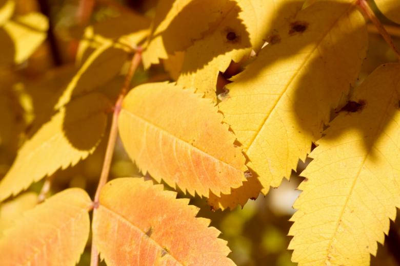 Yellow Leaves Beautiful Autumn Desktop Background